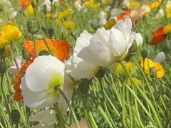 -名花谷生态庄园