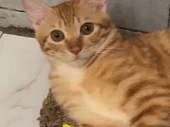 -屋虎猫馆(宝安大仟里店)
