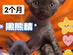 -70cat德文卷毛猫·缅因猫纯种猫舍
