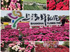 -上海鲜花港