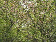 -昆山城市生态森林公园