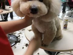 -北京观赏动物医院·24小时大型综合·猫专科·异宠专科