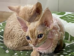 -青奢宠物·青奢猫舍