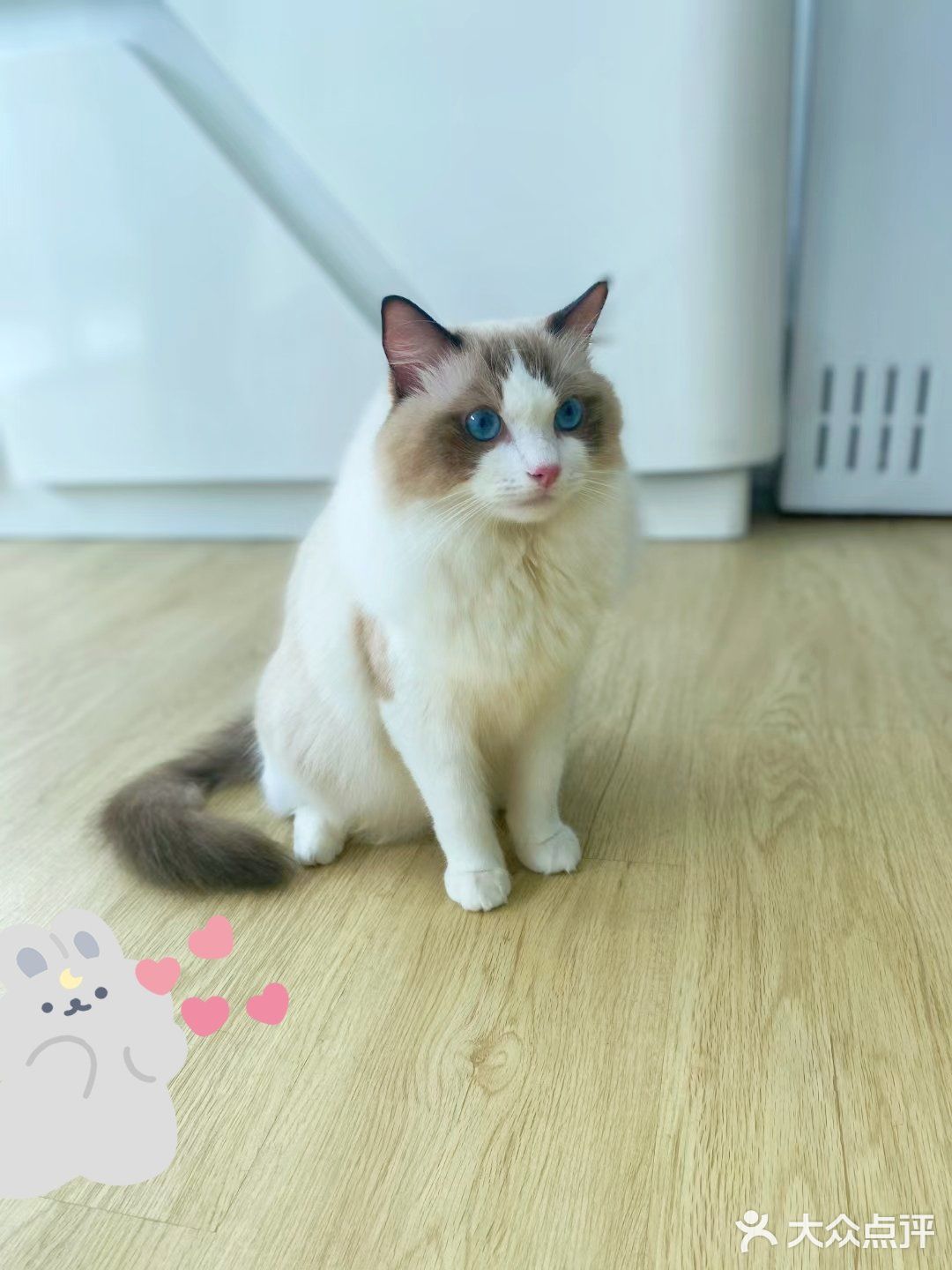 崽崽菲尔顿宠物药店洗澡记[加油]