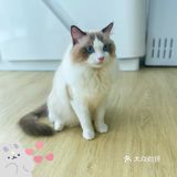 崽崽菲尔顿宠物药店洗澡记[加油]