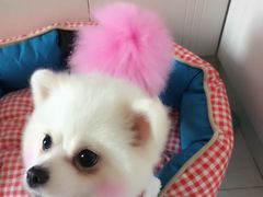 -艾贝尔宠物诊疗