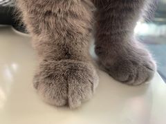 -宠爱国际动物医院· 猫科· 外科·中兽医(长白店)