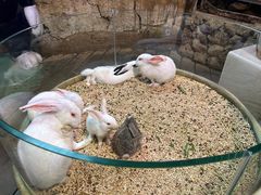 -正佳雨林生态植物园