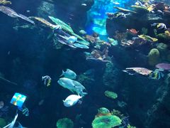 -暹罗海洋世界
