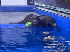 -太平洋海底世界