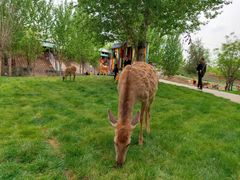 -北京鹿世界主题园