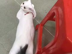 -Bastet sally猫舍购宠(静安店)