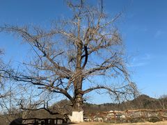 -千年银杏谷文化旅游区