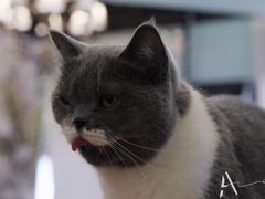 -猫小院猫主题餐厅(三里屯店)