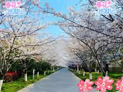 -高东镇樱花园