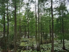 -池杉湖湿地公园
