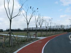 -上海长兴岛郊野公园