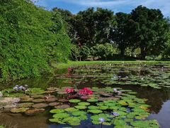 -中国科学院西双版纳热带植物园