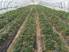 -上海多利农业发展有限公司