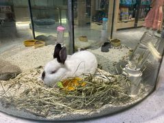 -momokira米努特·德文卷毛猫·棉花面纱犬