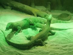 -广州长隆野生动物世界