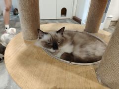 -楼上猫咖(罗湖店)