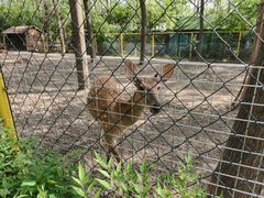 -合肥滨湖国家森林公园