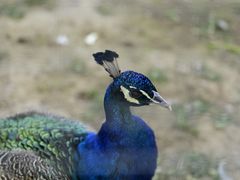-意大利农场度假村