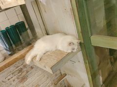 -猫咪博物馆(顶澳仔猫街店)