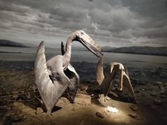 -贝林大翅鲸简餐厅(国家海洋博物馆店)