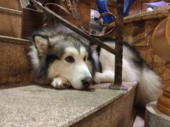 -more than meow吴止猫主题餐厅(承德 中船汇店)