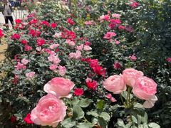 -人民公园(罗湖区)