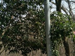 -上海佘山国家森林公园西佘山园