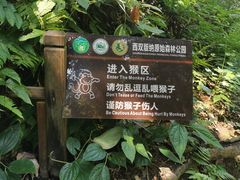 -西双版纳原始森林公园