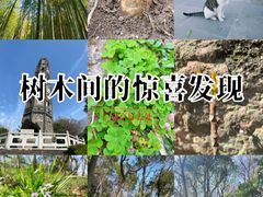 -上海佘山国家森林公园天马山园