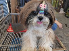 -中环花鸟鱼虫市场
