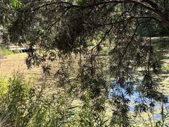 -墨尔本皇家植物园