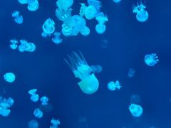 -太平洋海底世界