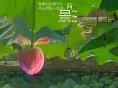 -陈家山荷花公园