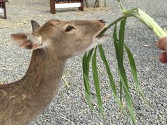 -鹿境梅花鹿生态园区