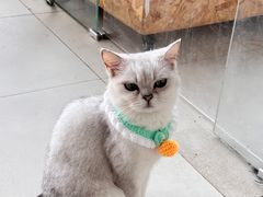 -怪兽屋·羊驼·猫咖·狗咖(俊华广场店)