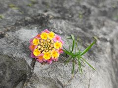 -南山植物园