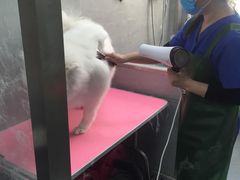 -宠福鑫康馨动物医院·骨科·眼科