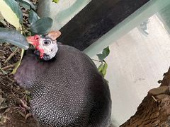 -正佳雨林生态植物园