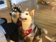 -Husky Go! 哈士奇体验馆·宠物咖啡厅狗咖