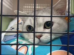 -贝康宠物医院·犬猫全科·小动物特色诊疗中心(东环路店)