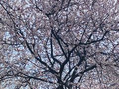 -桃花堤公园