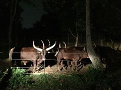 -清迈夜间动物园