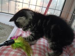 -喵zoo家庭繁育猫舍(尖东智能花园店)