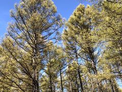 -塞罕坝国家级自然保护区